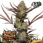 Apple Strudel Autoflower