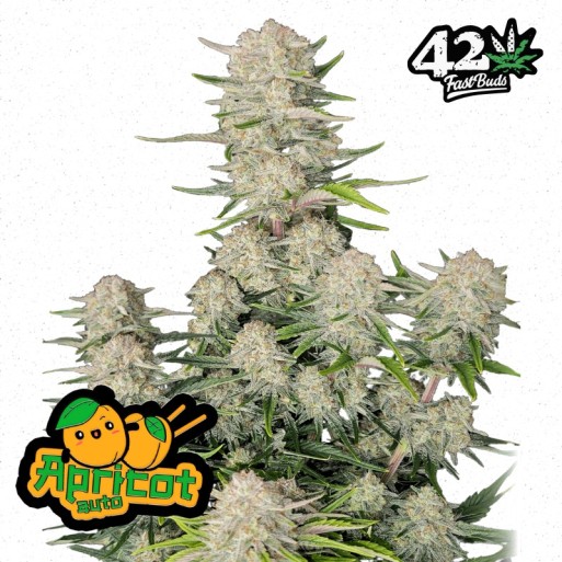 Apricot Autoflower