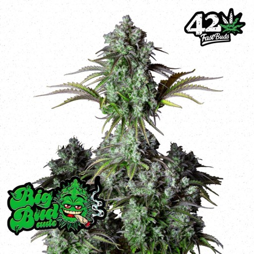 Big Bud Original Autoflower