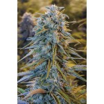 Blue Dream Feminised SOUVENIR