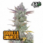 Gorilla Cookies Autoflower