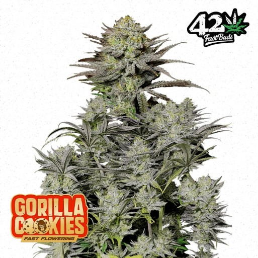 Gorilla Cookies FF Fast Flowering