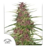 Purple #1 Feminized SOUVENIR