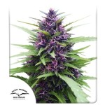 Shaman Feminized SOUVENIR